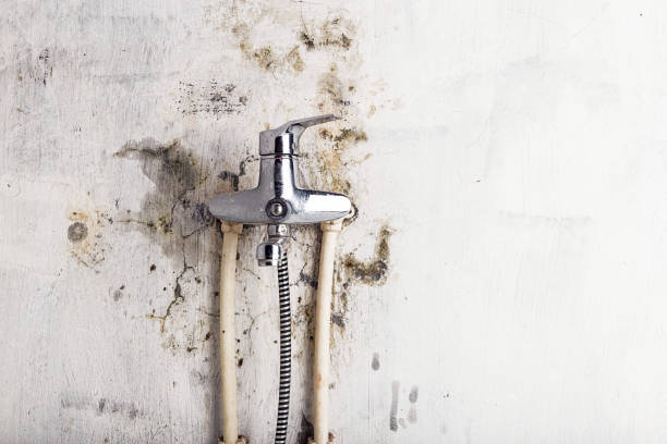 Reliable Gastonville, PA Mold Removal Solutions