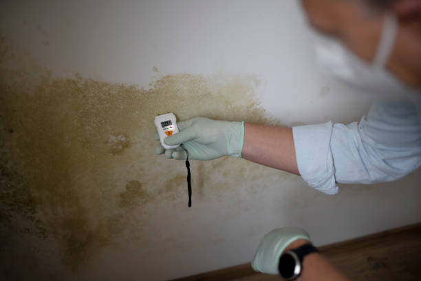 Best Attic Mold Removal  in Gastonville, PA