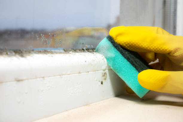 Best Mold Testing and Removal  in Gastonville, PA