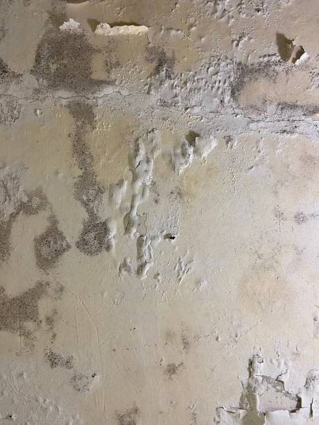 Best Office Mold Removal Services  in Gastonville, PA