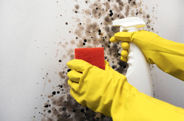 Best Professional Mold Removal  in Gastonville, PA