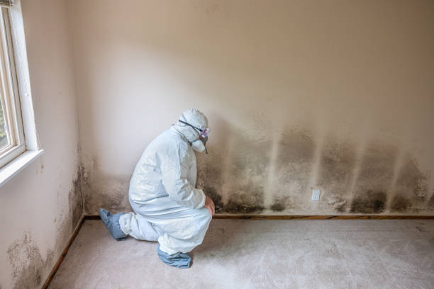 Best Residential Mold Removal  in Gastonville, PA
