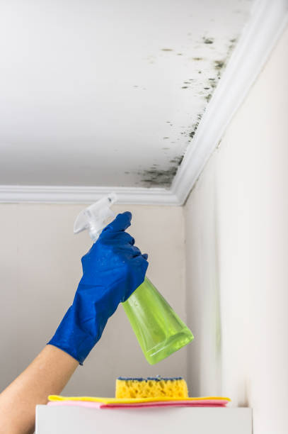 Best Mold Cleaning Services  in Gastonville, PA